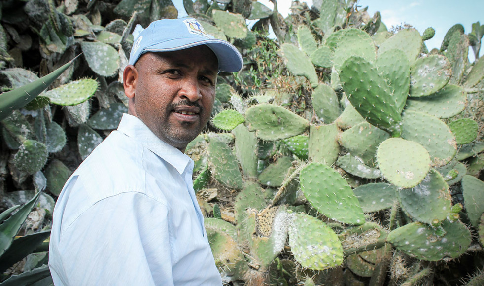Desta Hadera är agronom och regional utvecklingschef på DASSC. Han säger att koschenillsköldlössens alarmerande spridning bland Tigray-regionens kaktusar har haft en förödande effekt för många invånare.