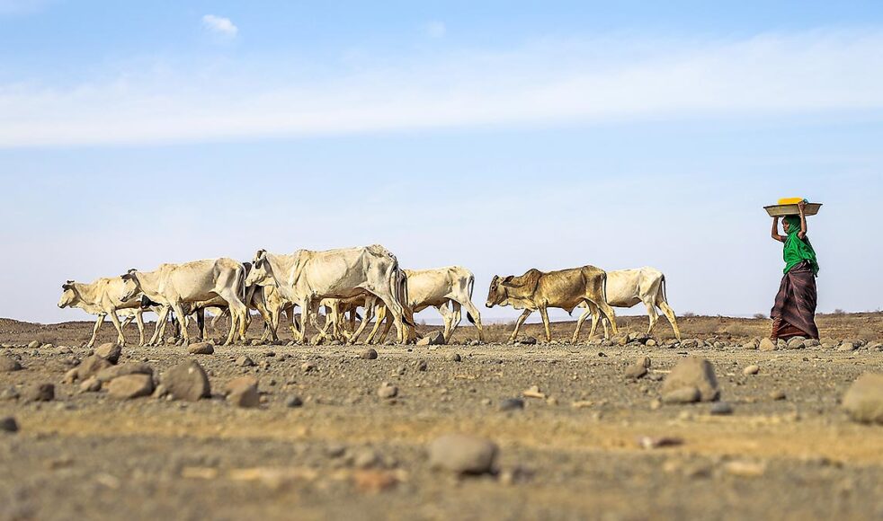 Uteblivna regn har lett till akut torka på Afrikas horn. Brist på mat och vatten tvingar människor och boskap att lämna sina hem. Bilder: WFP