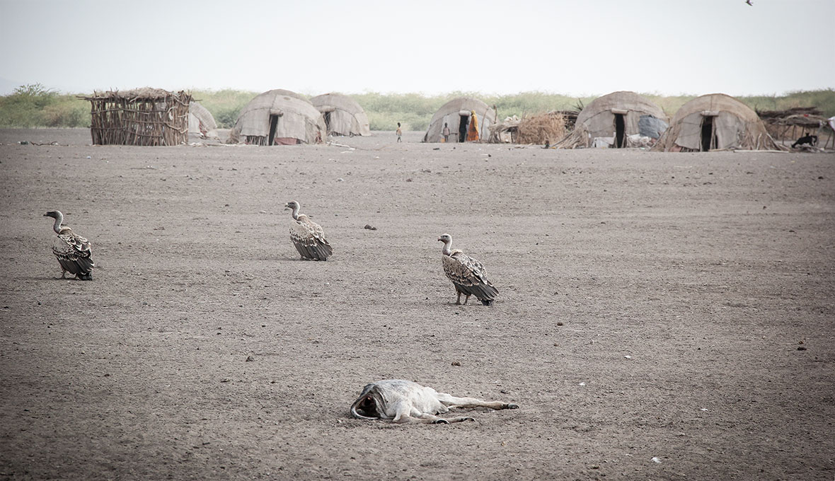 Vattenbristen skördar sina offer. Här i en by i närheten av Gewane där människorna helt livnär sig på boskap. Svälten är ett faktum.