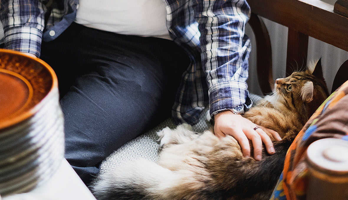 Skrivprocessen av Konvertiten kantades av utmattning och sjukskrivning för Micael Grenholm. I samma veva införskaffades katterna Nudel (på bild) och Strudel som ett slags katterapi.