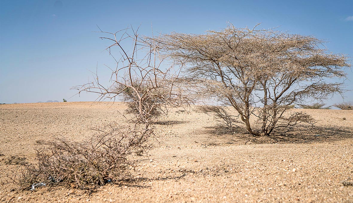 13 miljoner männi­skor befinner sig i akut matkris på Afrikas horn och EFS stöttar distribution av mat och vatten i drabbade områden.
