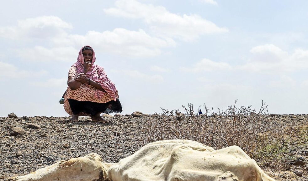 EFS stöttar människor i de områden som drabbats av torkan, genom samarbetsorganisationerna Dassc i Etiopien och Warsan i Somalia.