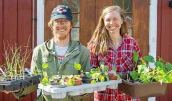 Senapskornet som slagit rot